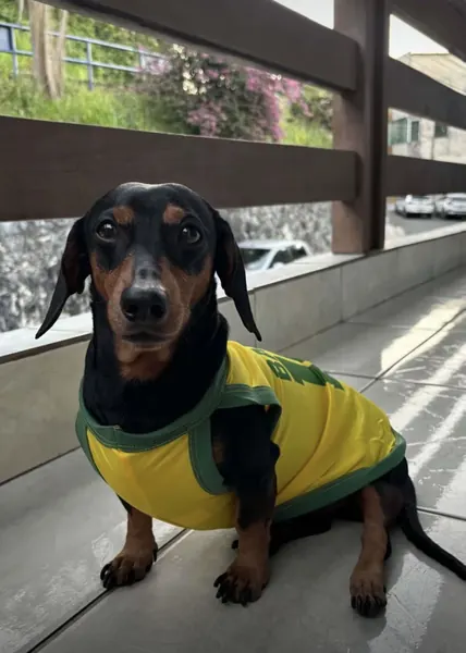 Pet usando camisa personalizada da Seleção