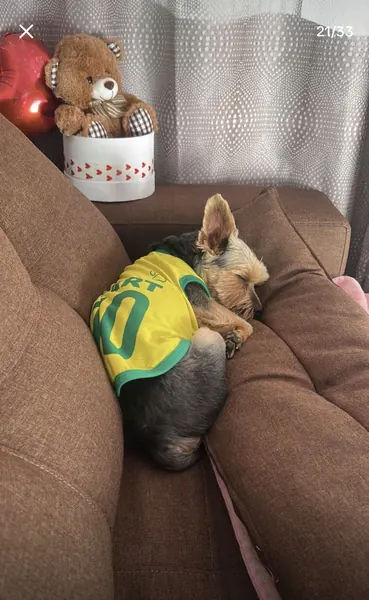 Pet usando camisa personalizada da Seleção