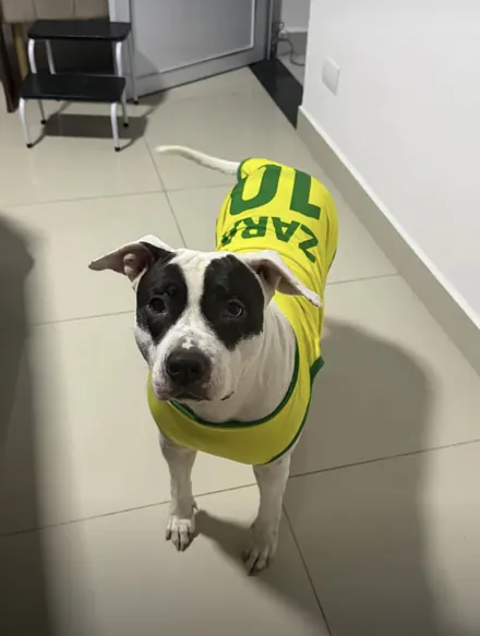 Pet usando camisa personalizada da Seleção